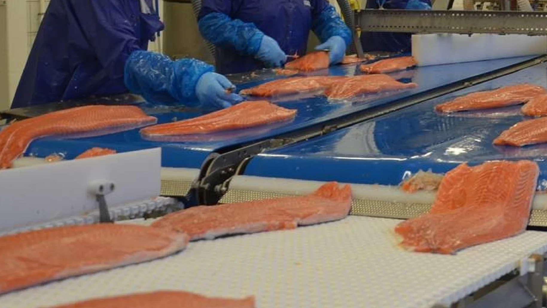 Illustrasjonsfoto kjetil haanes fiskemottak laks 111