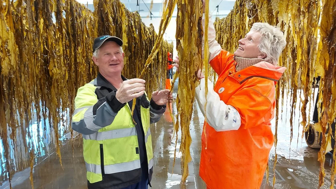 Tango Seaweed Viktor Hauge og Annelise Chapman