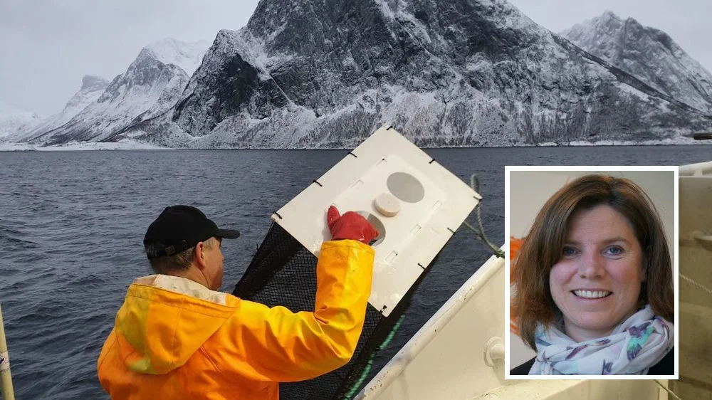 Reketeine innfelt Wenche Emblem Larssen foto møreforsking 11