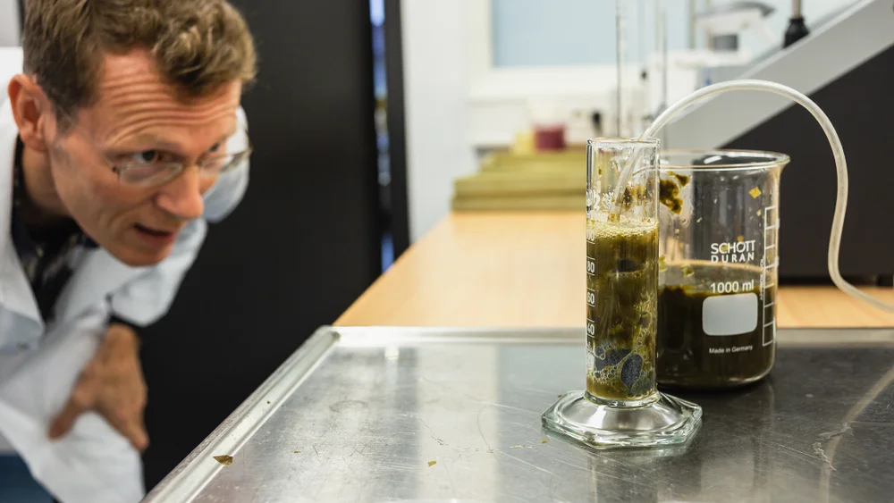 Forskningsprosjekt Sens Algae foto Pierrick Stevant Møreforsking