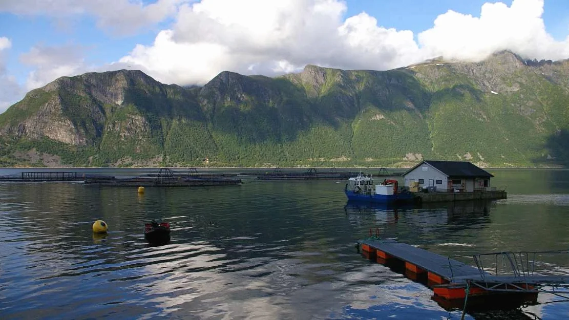 Dette faar oppdrettskommunane i aar