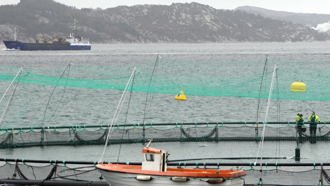 Stoeyutsett fisk har auka risiko for tidleg doed