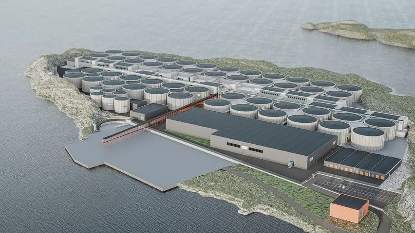 Salmon Evolution skisse