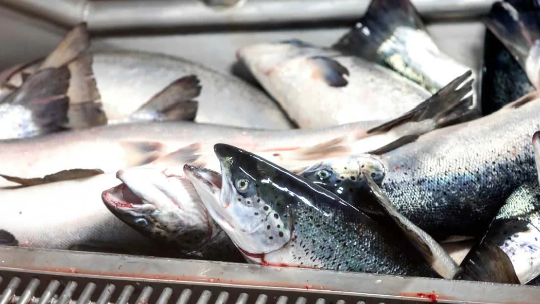 Kraftig sjoematfall i august