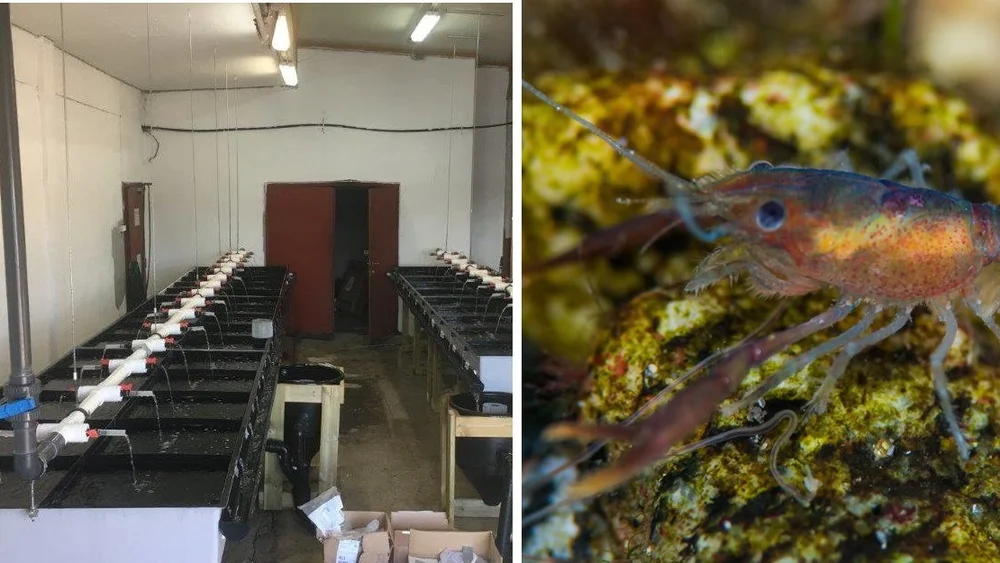 Trur beitande hummar vil gi nye arbeidsplassar