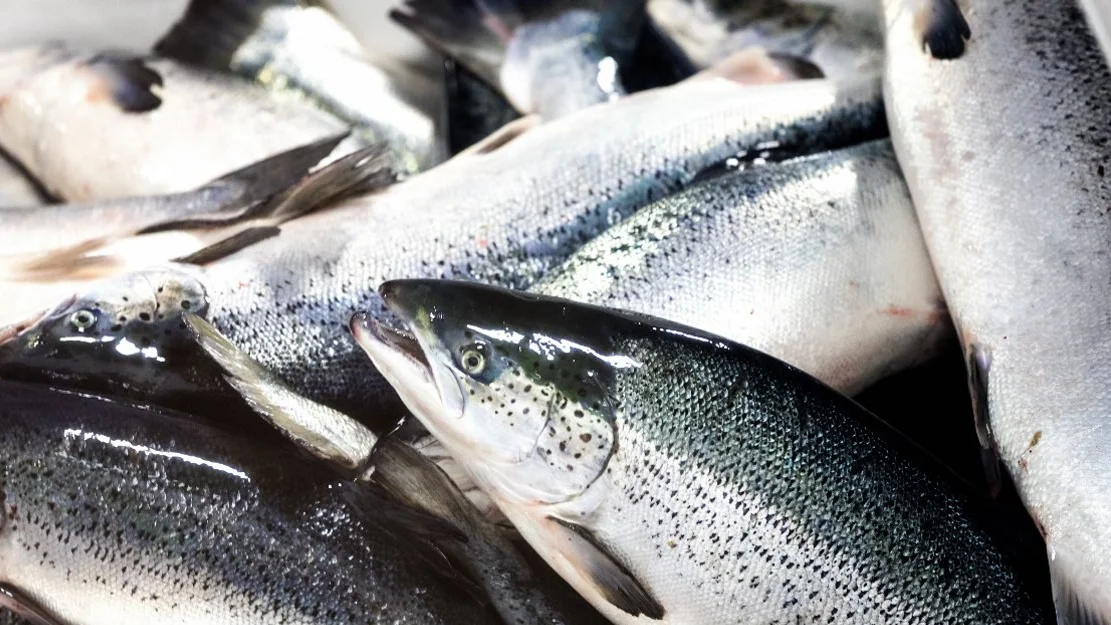 25 oppdrettarar saksoekjer staten for paalagde kutt