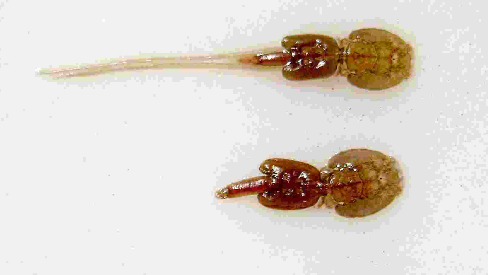 Kamp om lakselus patentar