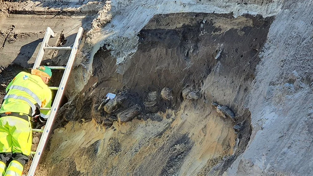 Areologi selje Vestland fylkeskommune