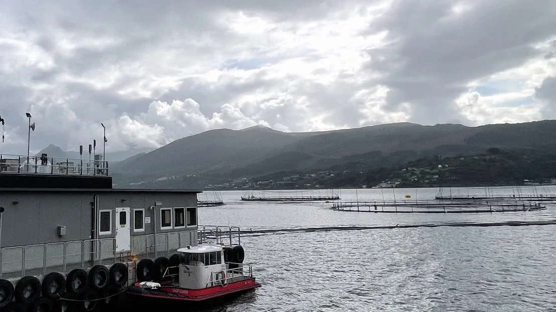 Oppdrett hofseth storfjorden 11