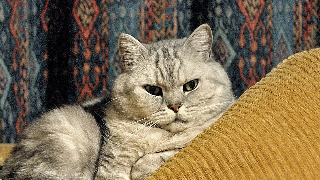 Kjaeledyr er stor butikk