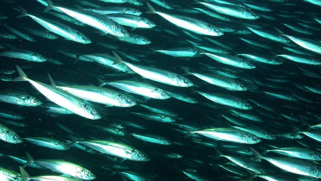 Semje om makrellprisar