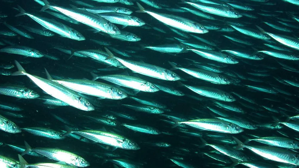 Semje om makrellprisar