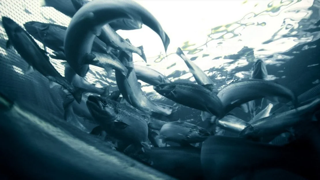 Kraftig tysk laksehopp