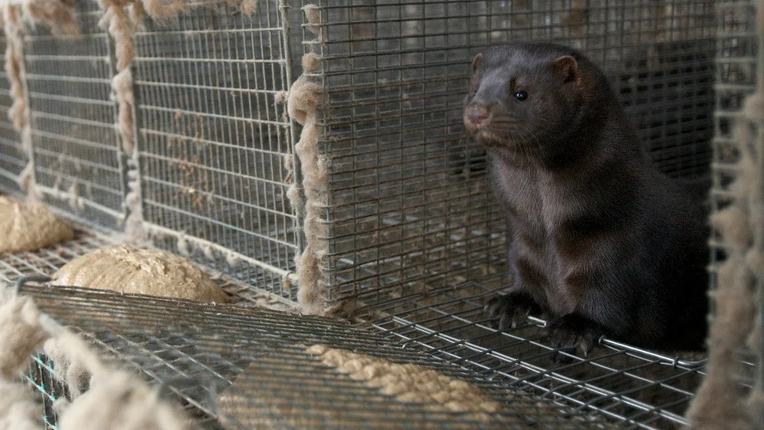 Stortinget ber om pelsdyrforbod