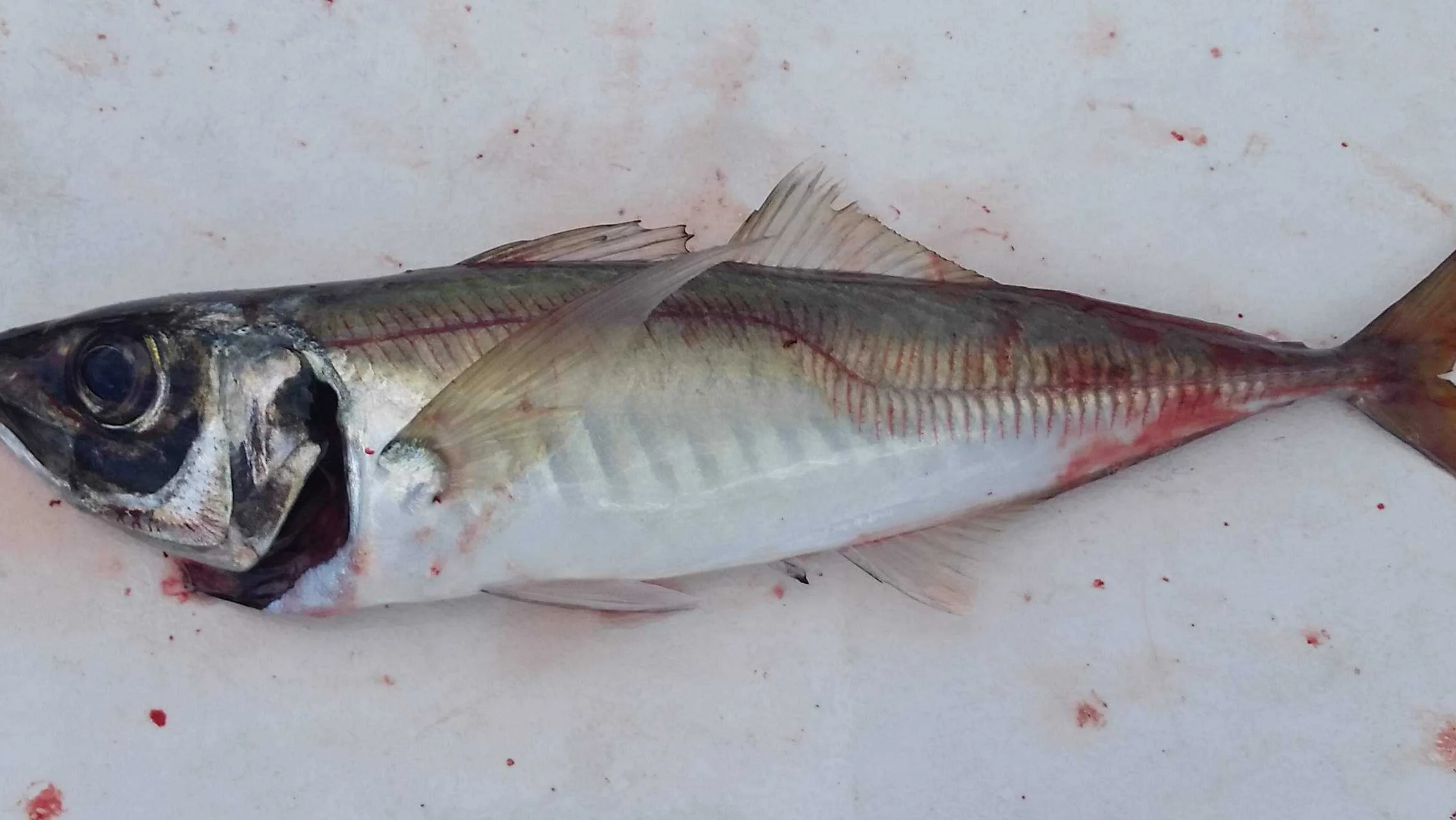 Hestmakrell og lodde i boks kolmule maa vente