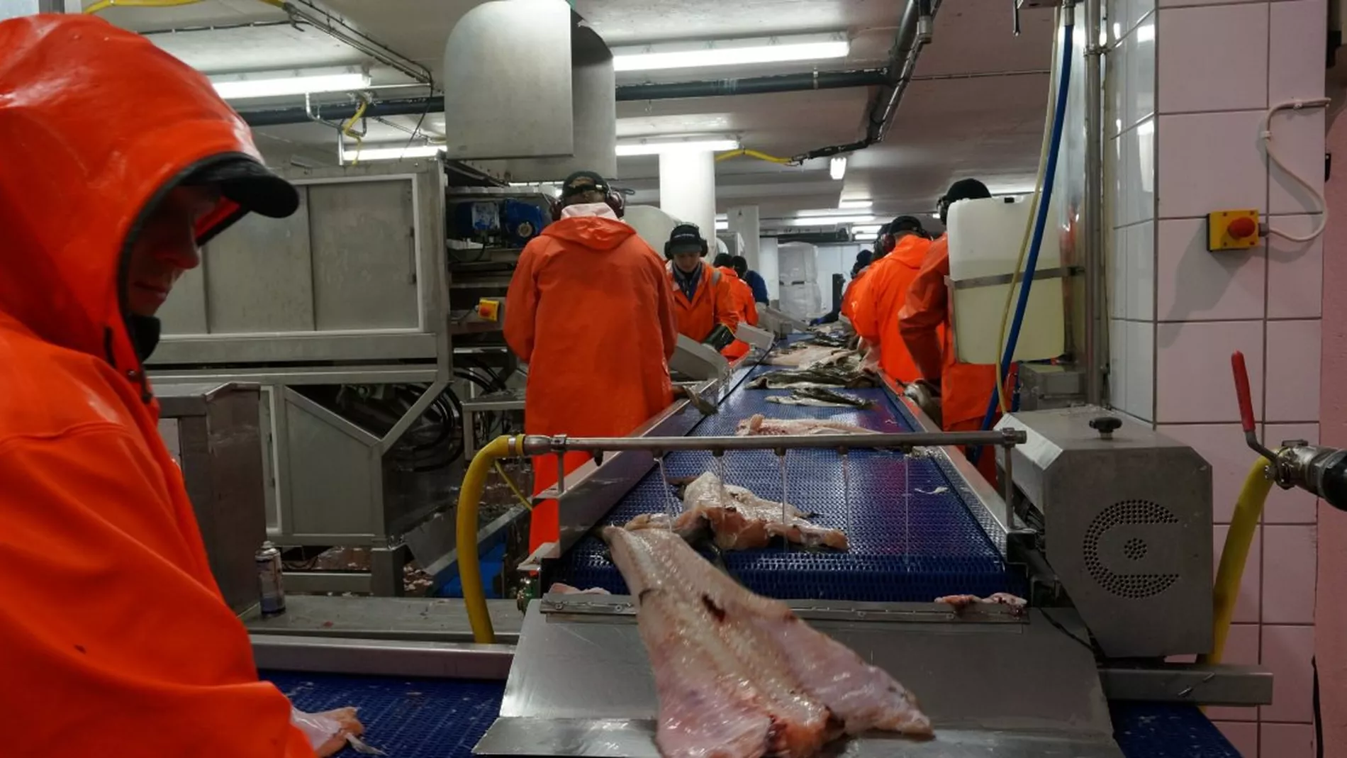 Disse landene kjoeper mest fisk av Norge
