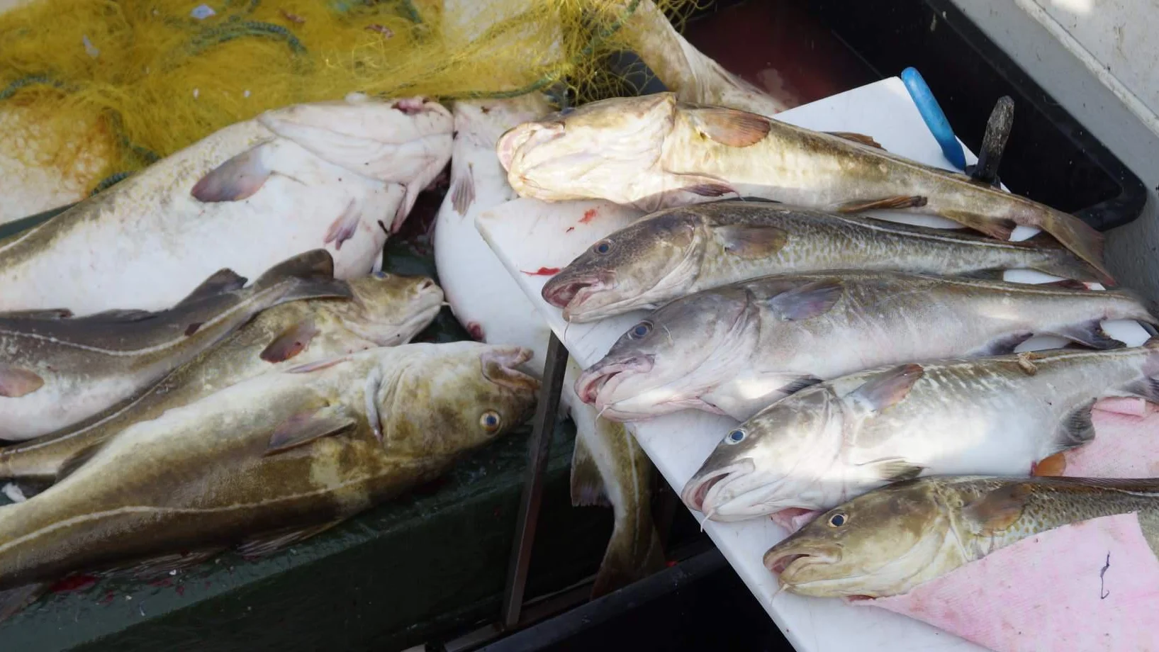 Den beste fisken frå Møre vert eiga merkevare | NETT NO