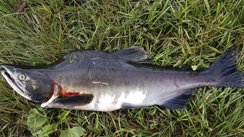 Pukkellaks IKKE GJENBRUK foto npk