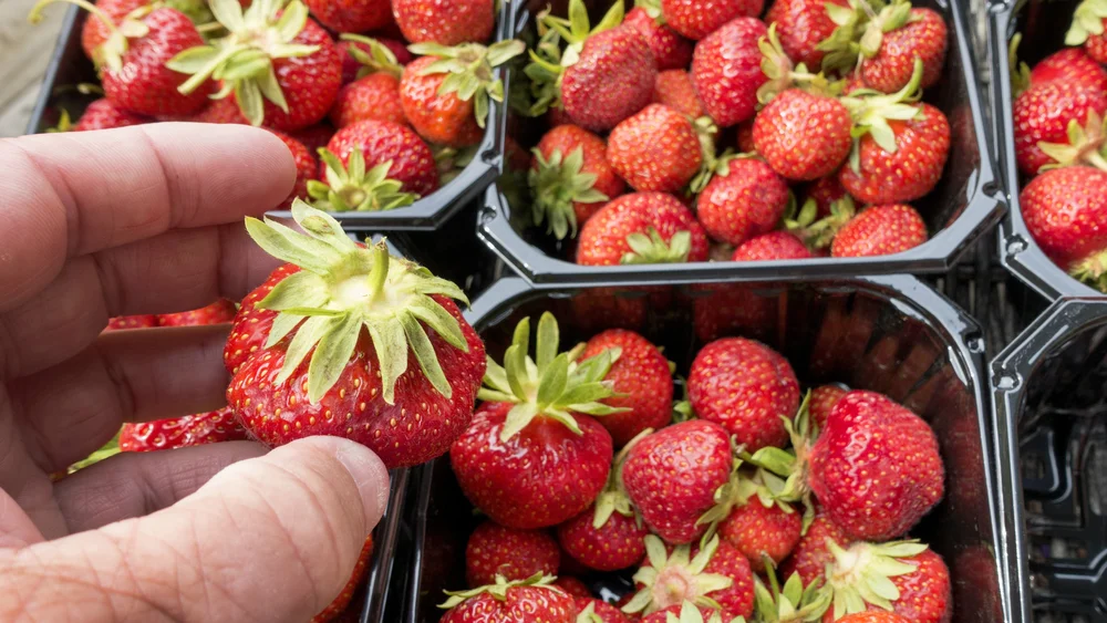 Jordbær Gorm Kallestad