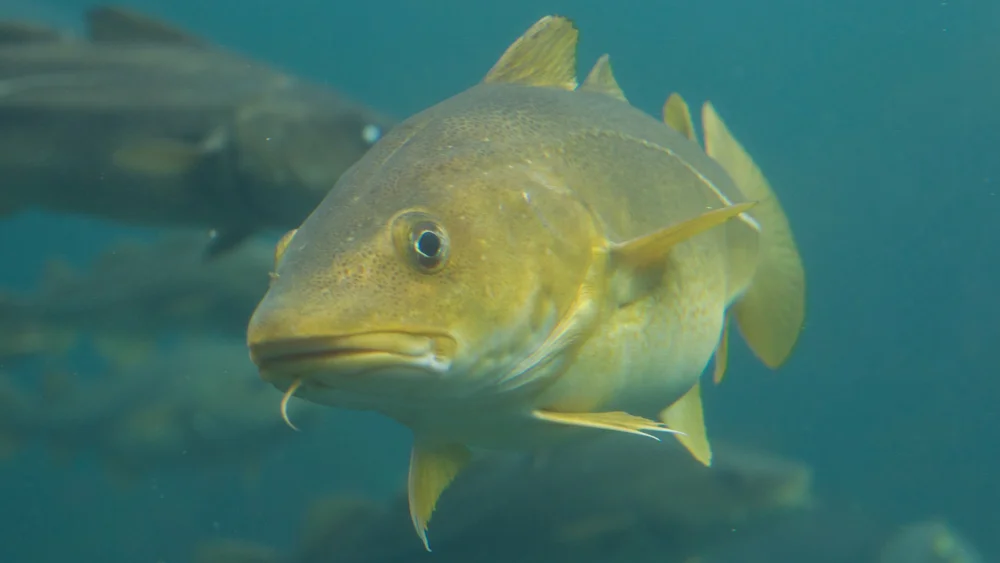 Torsk frank gregersen