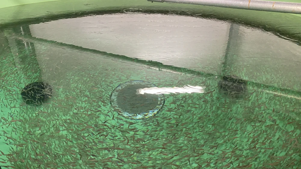 Gadus group torskeyngel foto gadus group 11