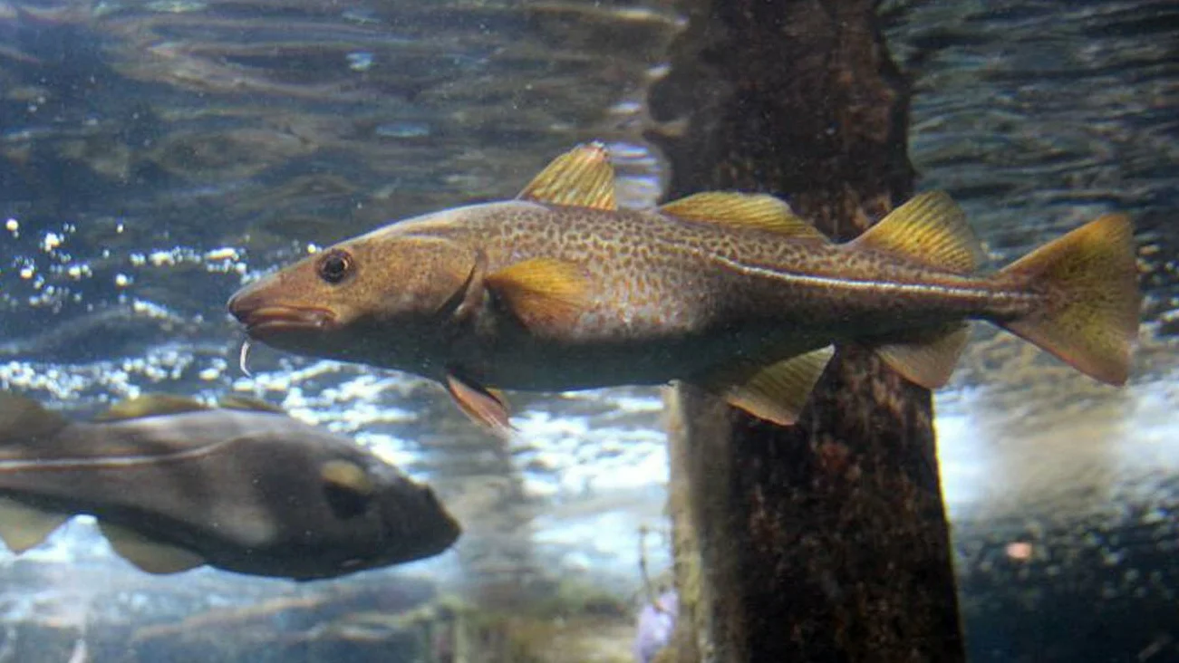 Torsk Cecilia Helmerson Titan Ui O