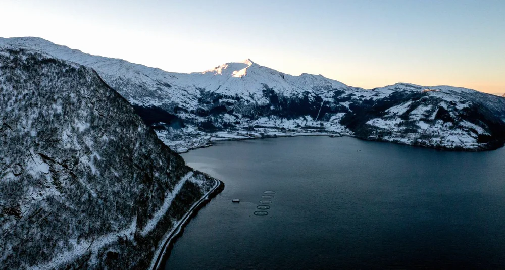 Gadus davik foto gadus group 11