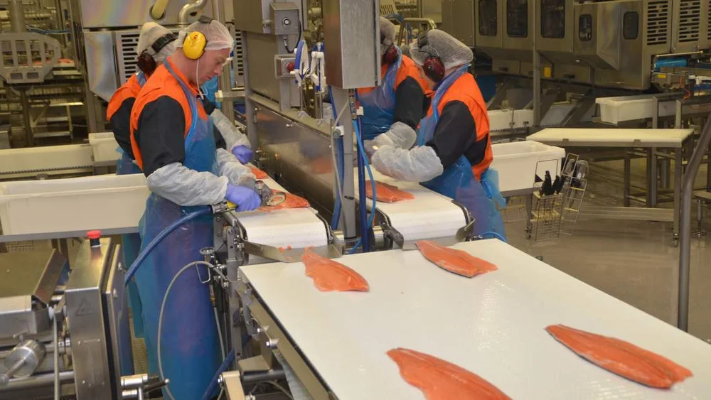 Mowi Eggesbønes laks jann flatval