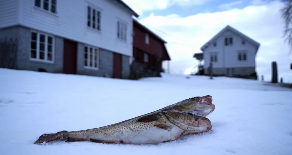 Rånes gard torsk foto purecod 11