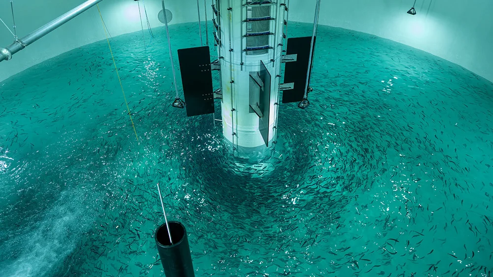 Salmon Evolution First smolt release March22 06